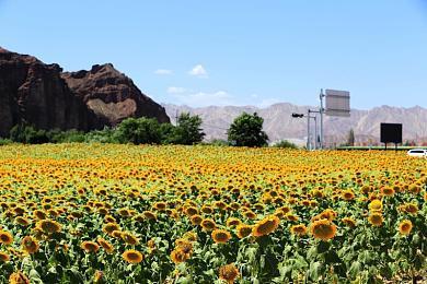 《狂野之心》更新上线 改进AMD处理器性能